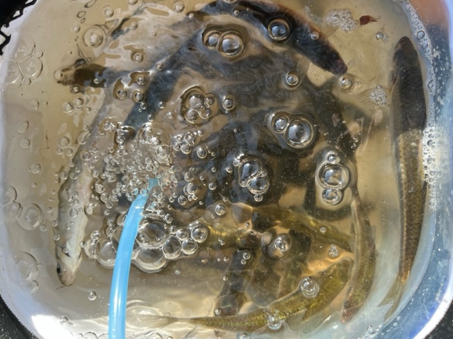 滋賀県琵琶湖 湖西高島の淡水浮き釣りでホンモロコ釣果