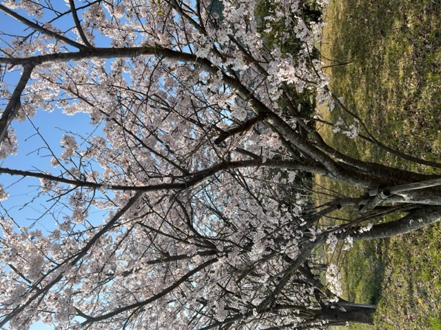 滋賀県琵琶湖 湖西高島の淡水浮き釣りでホンモロコ釣果