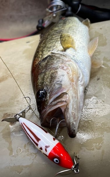 奈良県高山ダムのルアーフィッシングでブラックバス釣果