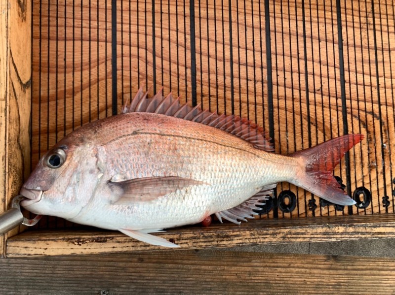大阪府幸吉丸の船釣りで真鯛釣果