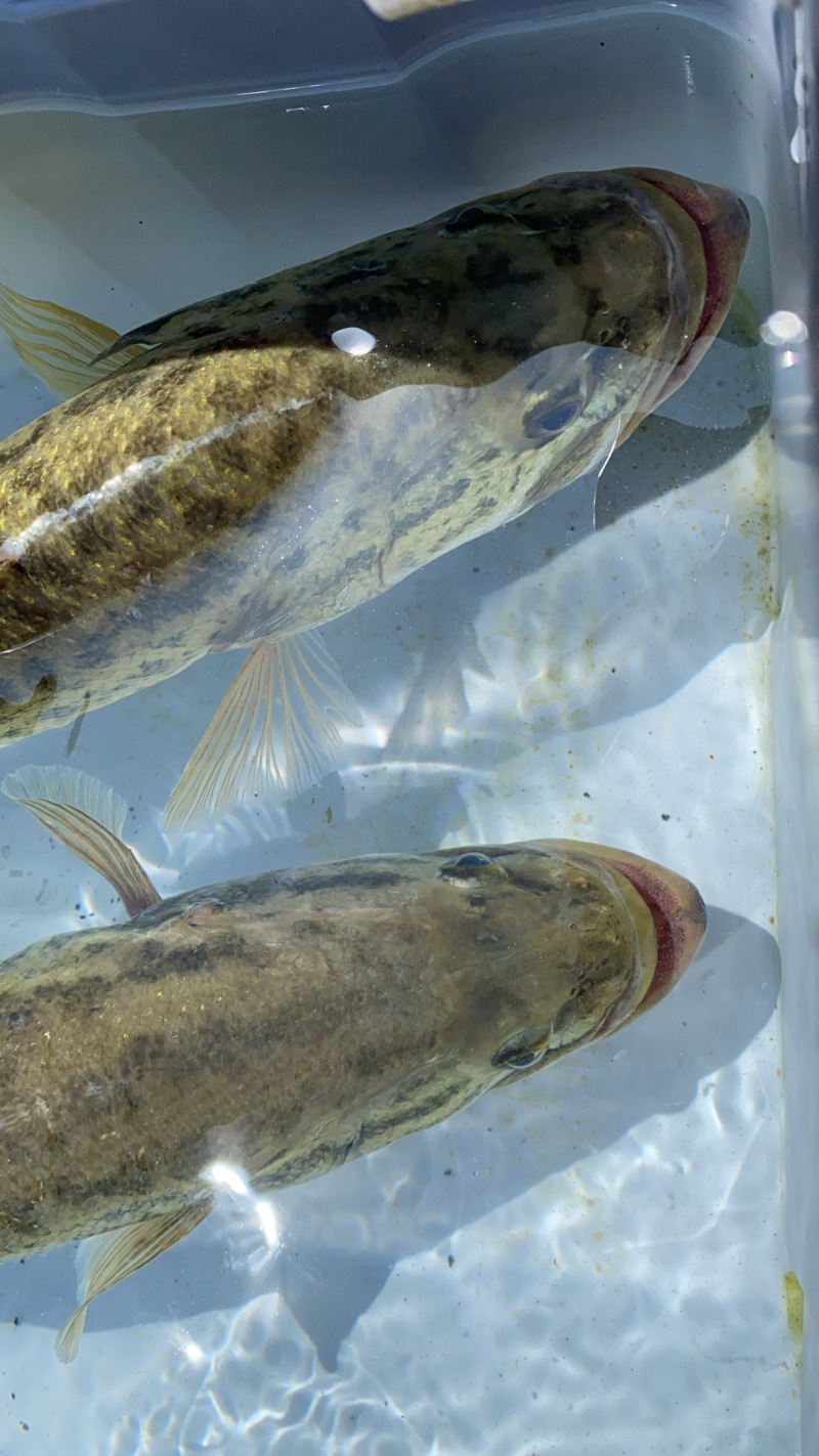滋賀県琵琶湖のルアーフィッシングでブラックバス釣果