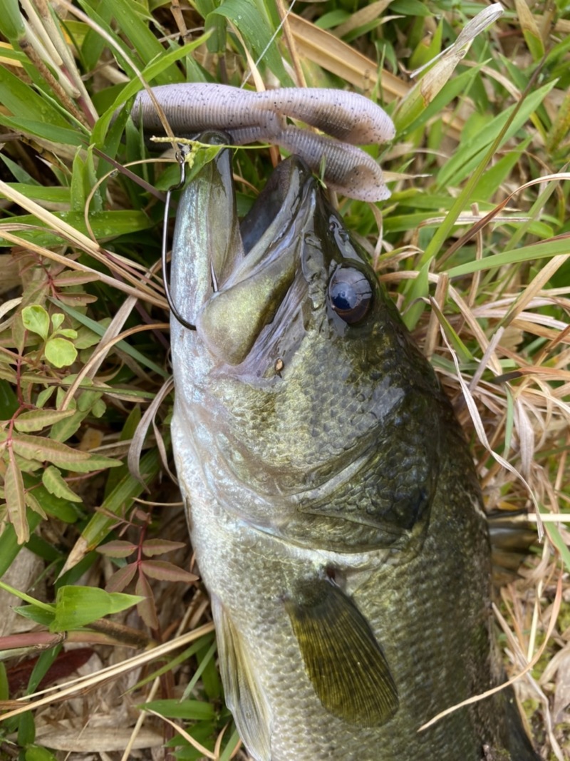 淡路島野池巡り