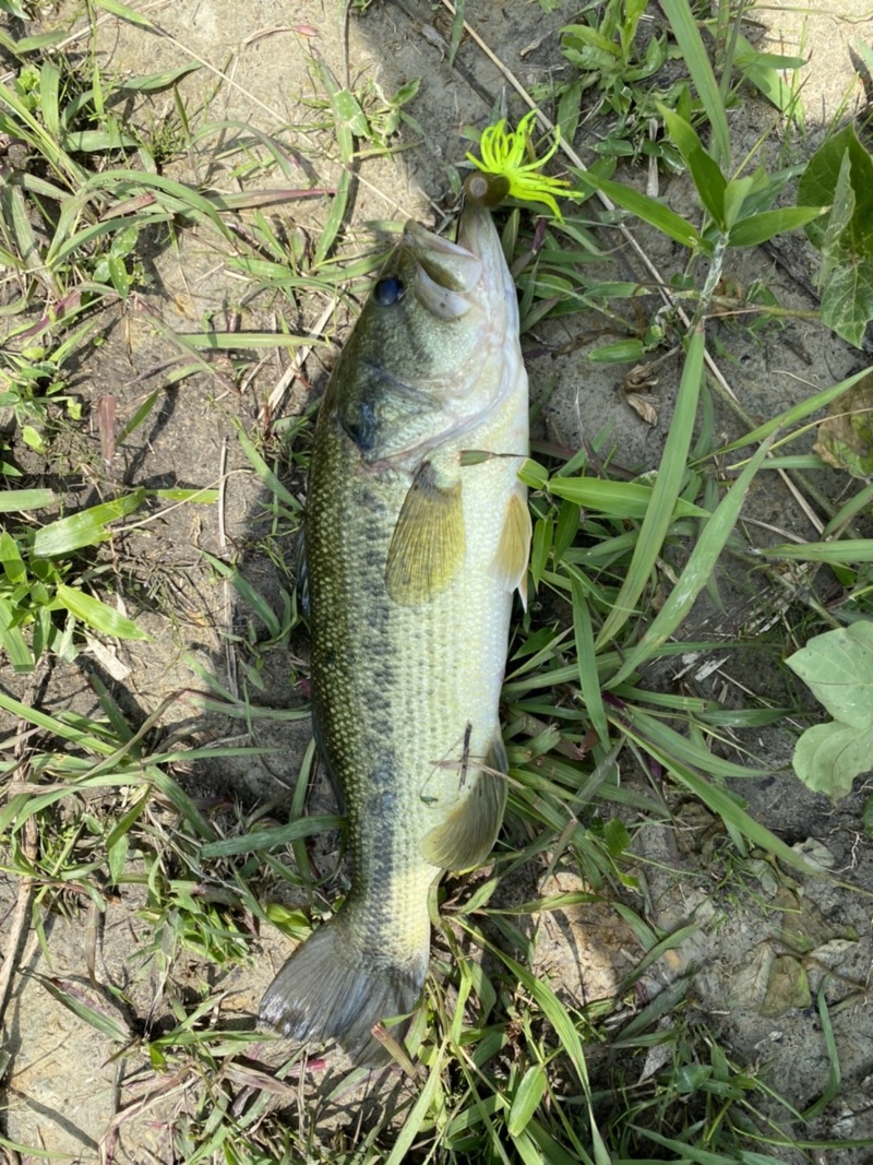 淡路島野池巡り