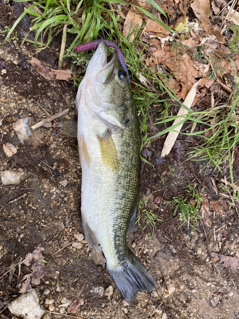 淡路島野池巡り