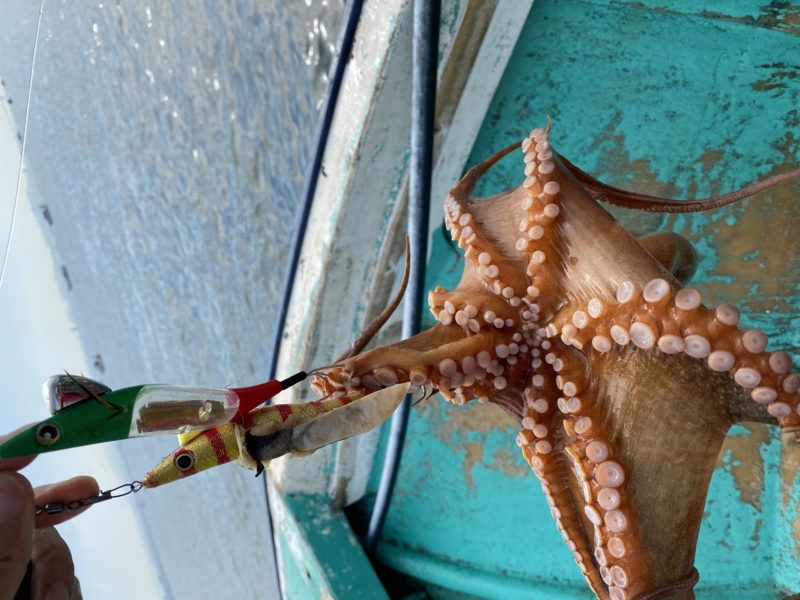 明石タコスタート