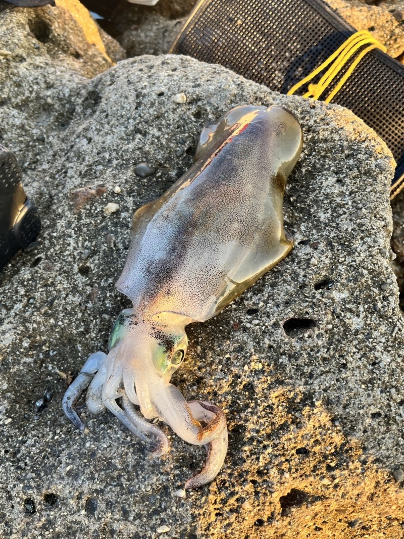 和歌山のヤエン釣行記