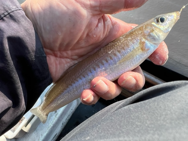 小浜湾キス釣り