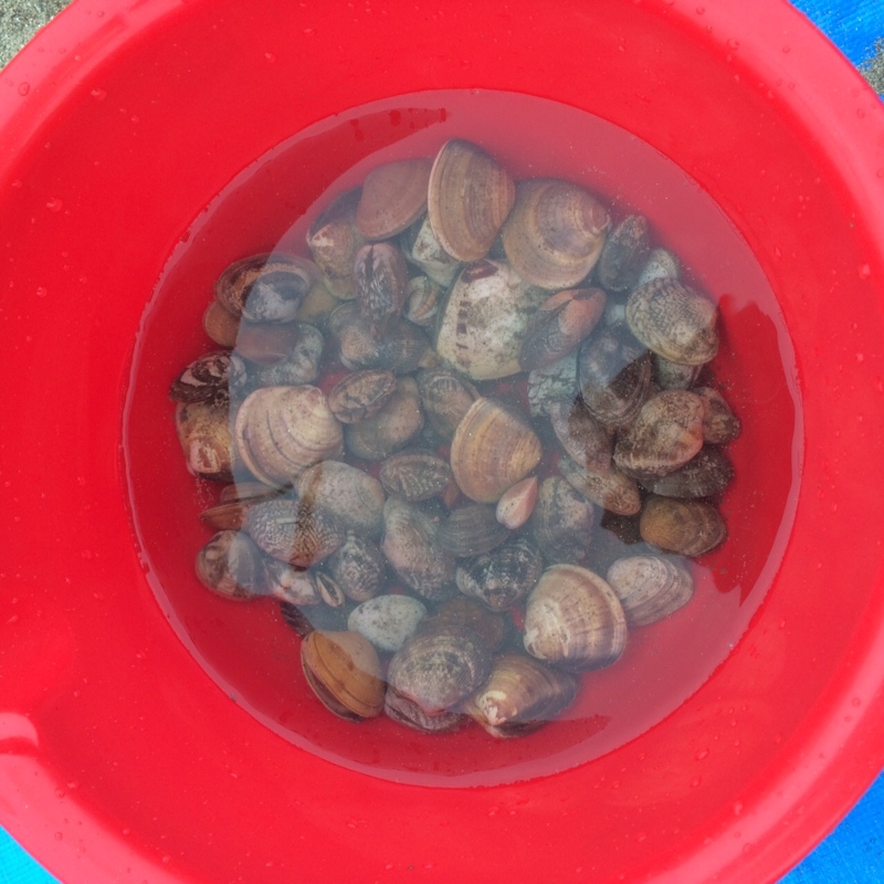 「兵庫県たつの市」潮干狩りin新舞子|あさり はまぐり
