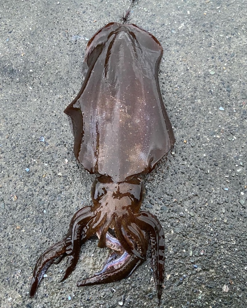 福井県アオリイカ釣行!!