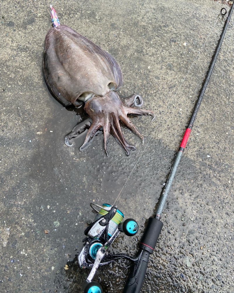 福井県アオリイカ釣行!!