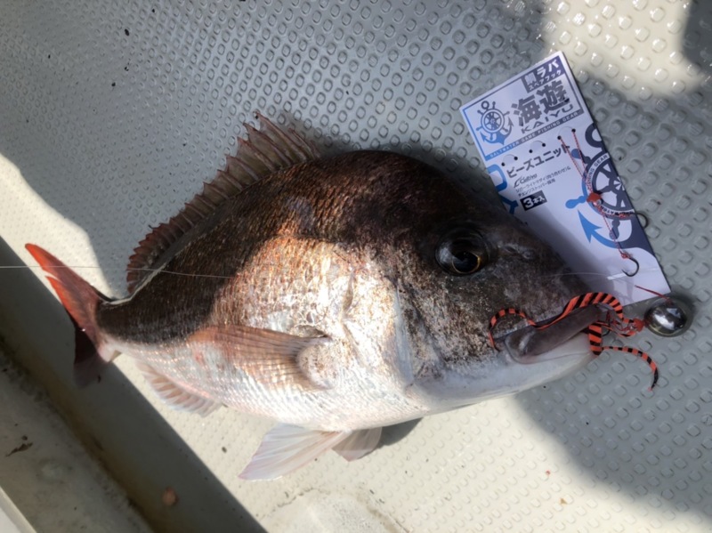 明石タイラバ釣行