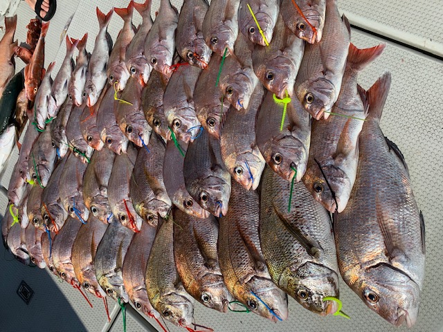 明石タイラバ釣行