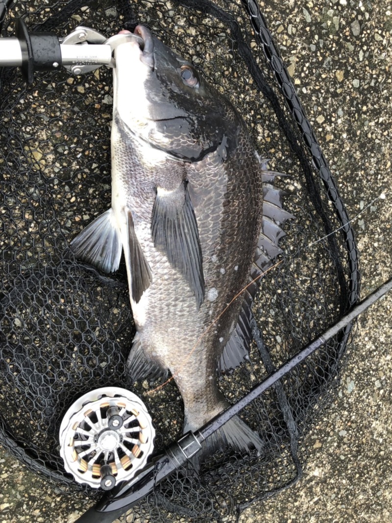 チヌの聖地!!尼崎フェニックス