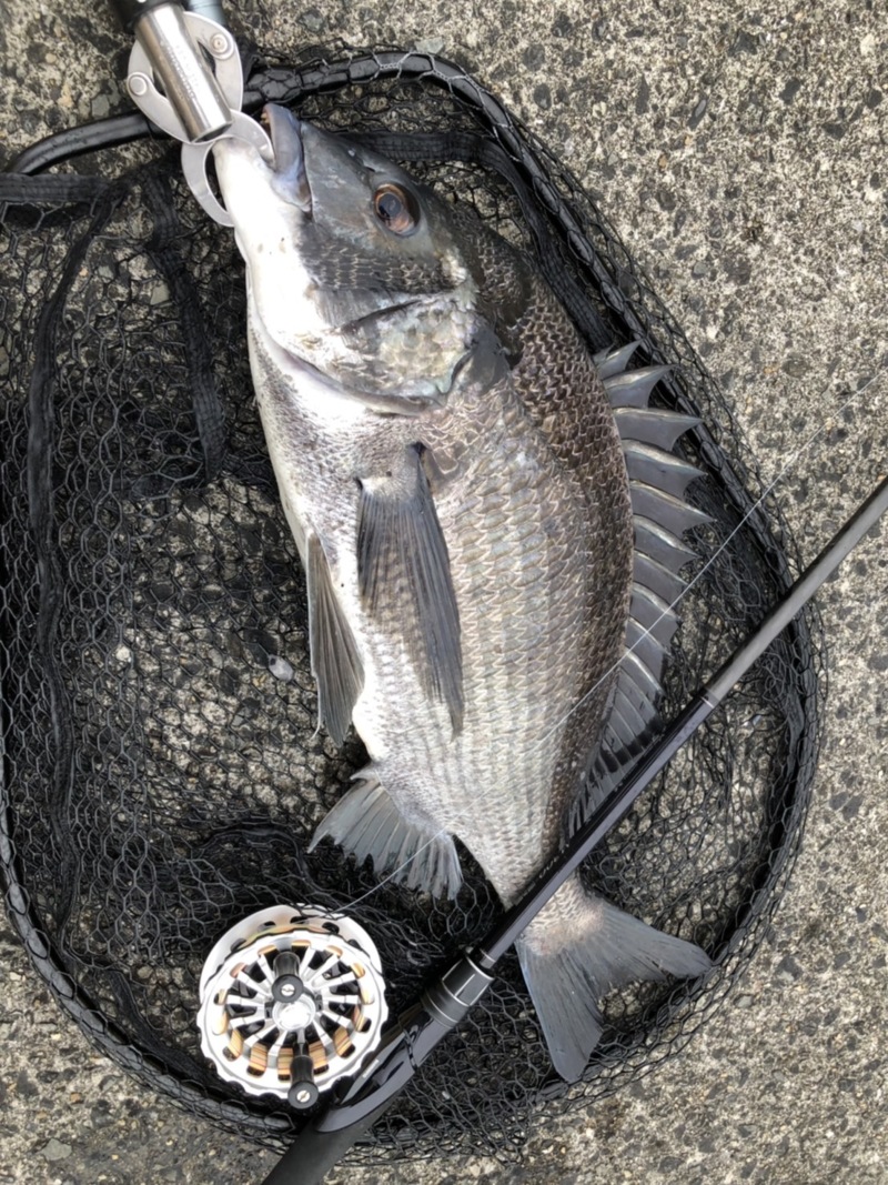 チヌの聖地!!尼崎フェニックス