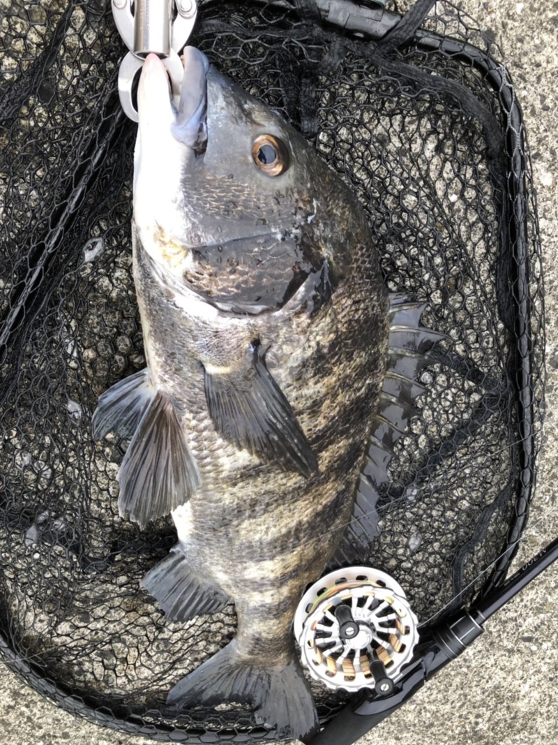 チヌの聖地!!尼崎フェニックス