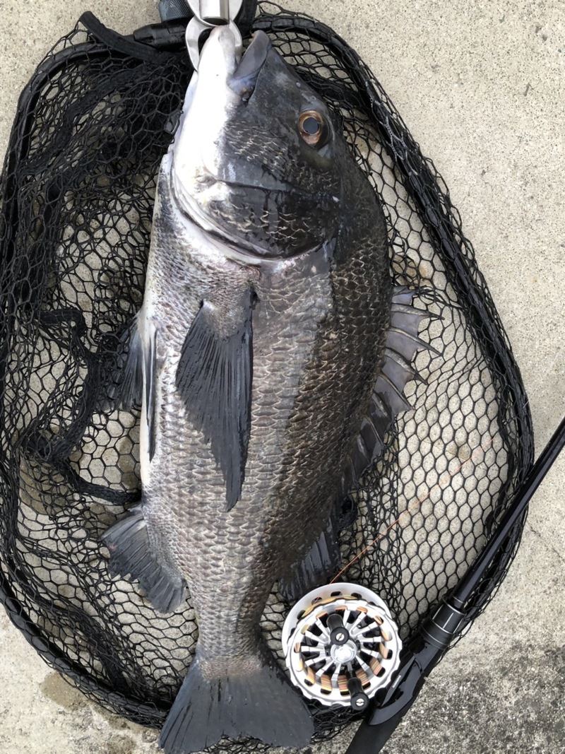 チヌの聖地!!尼崎フェニックス