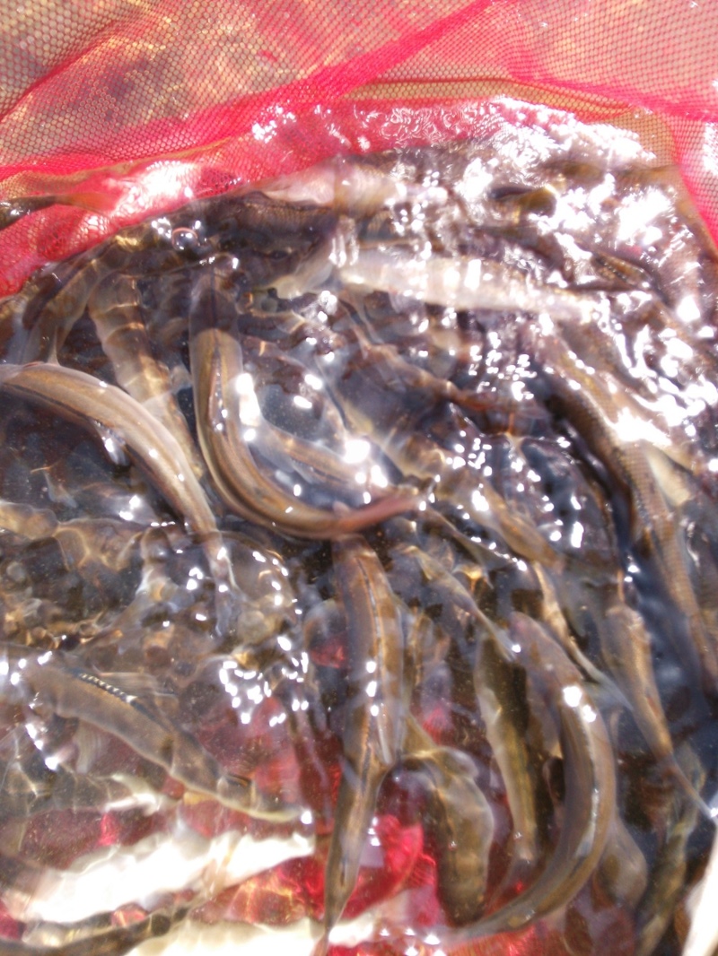 滋賀県今津町知内川・びわ湖・淡水ウキ釣り小鮎第6戦