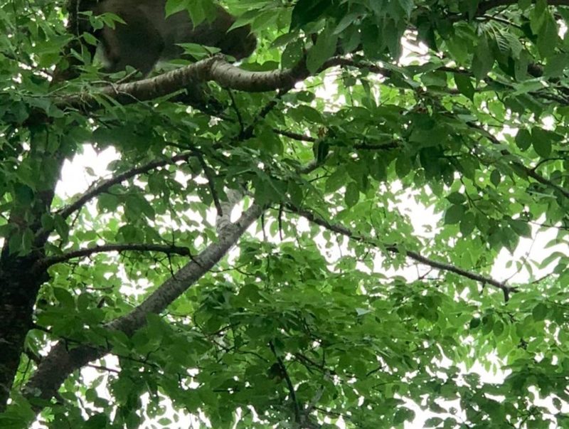 小鮎釣りもたのしいYO!