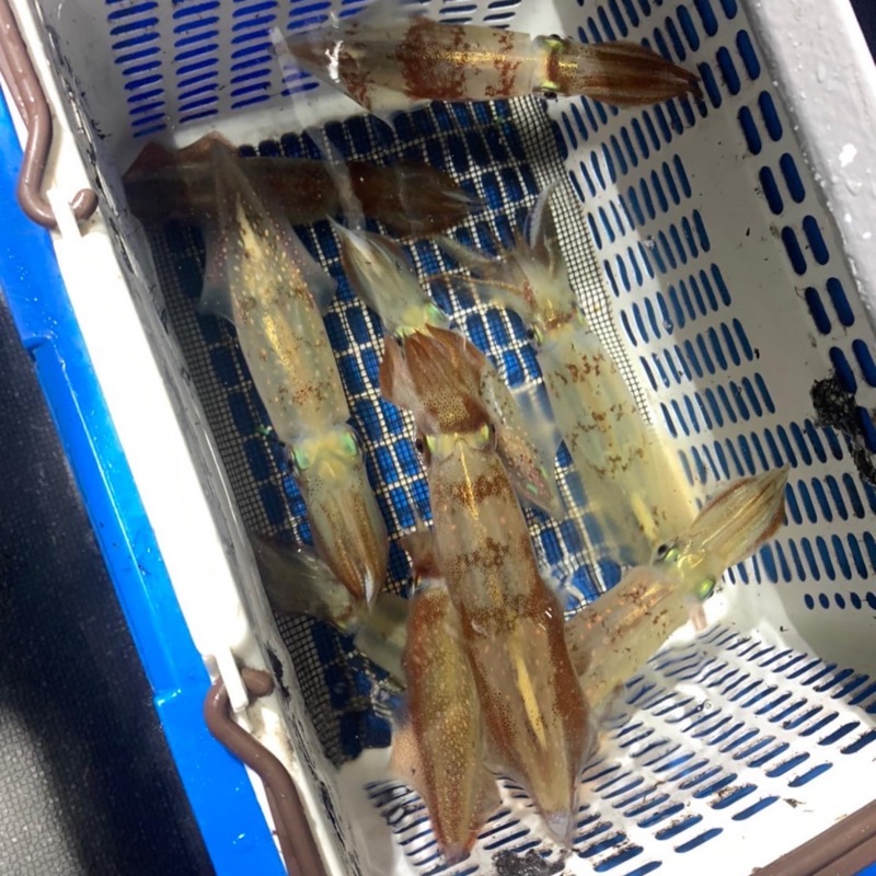 日本海イカメタルに行ってきました!