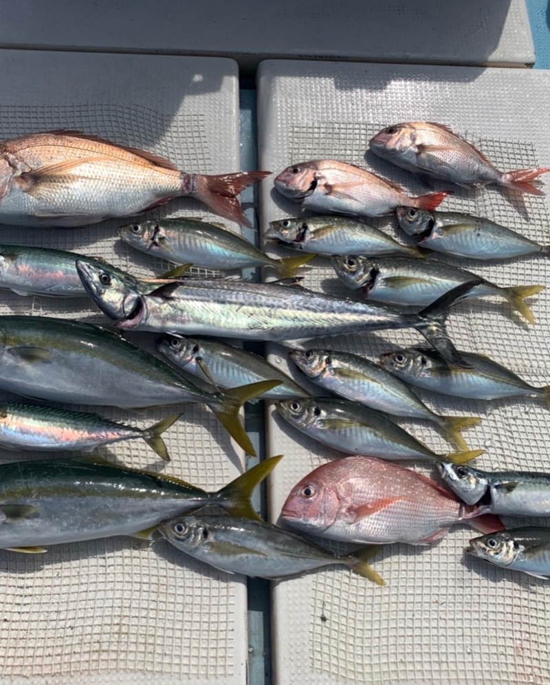 落とし込み釣り!