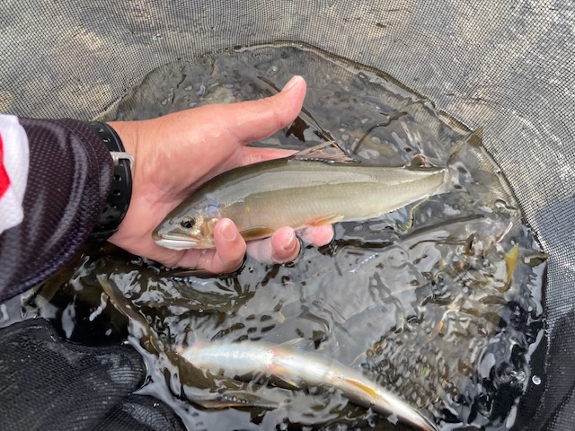 日高川 下げ水狙いの友釣り釣行