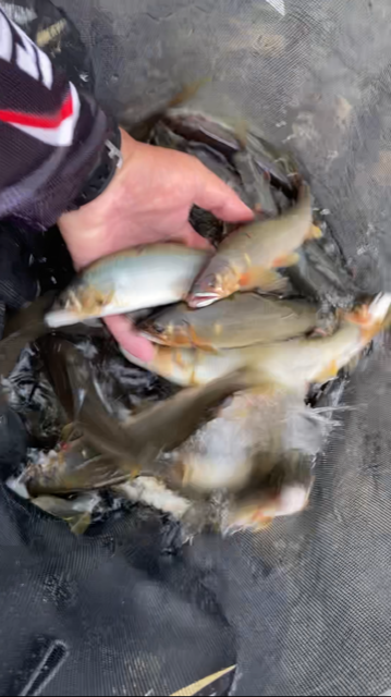 日高川 下げ水狙いの友釣り釣行