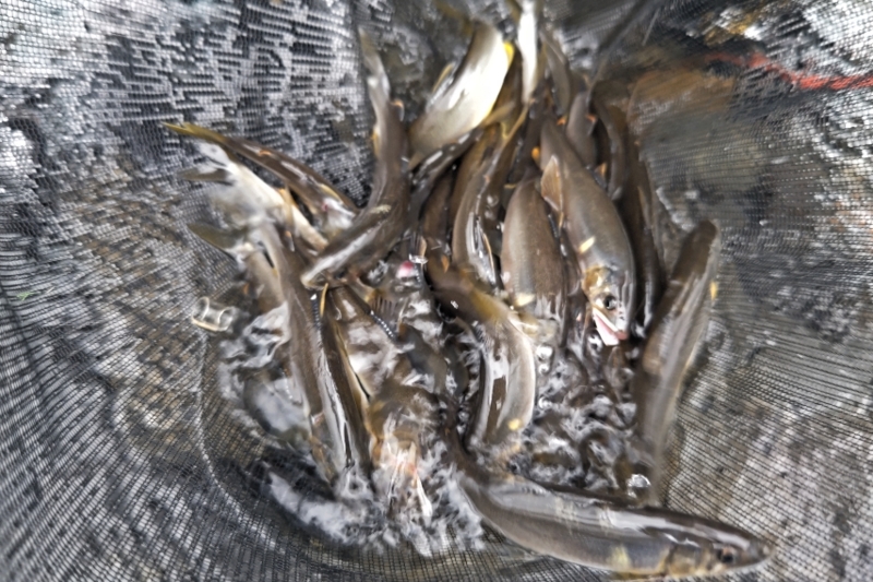 ぽっちゃりでもライトスタイルなら