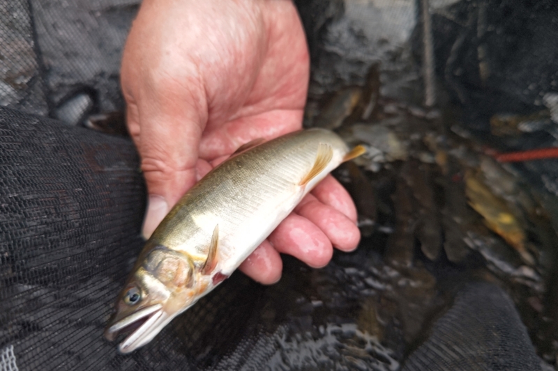 ぽっちゃりでもライトスタイルなら