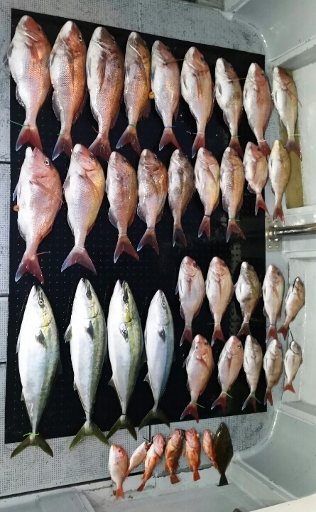 舞鶴|キャスティング ジギング 鯛ラバ・ブリと真鯛釣果