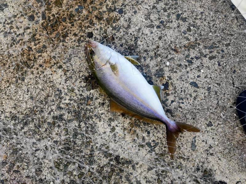 太刀魚&のませ釣行in 淡路島