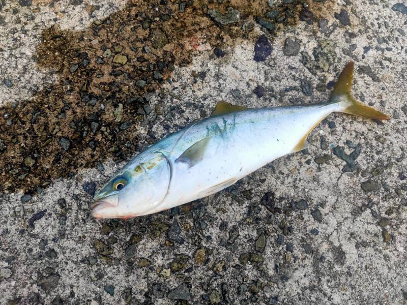 太刀魚&のませ釣行in 淡路島