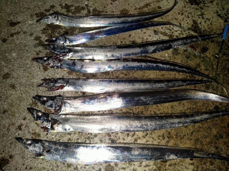 太刀魚&のませ釣行in 淡路島