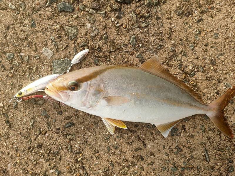 太刀魚&のませ釣行in 淡路島