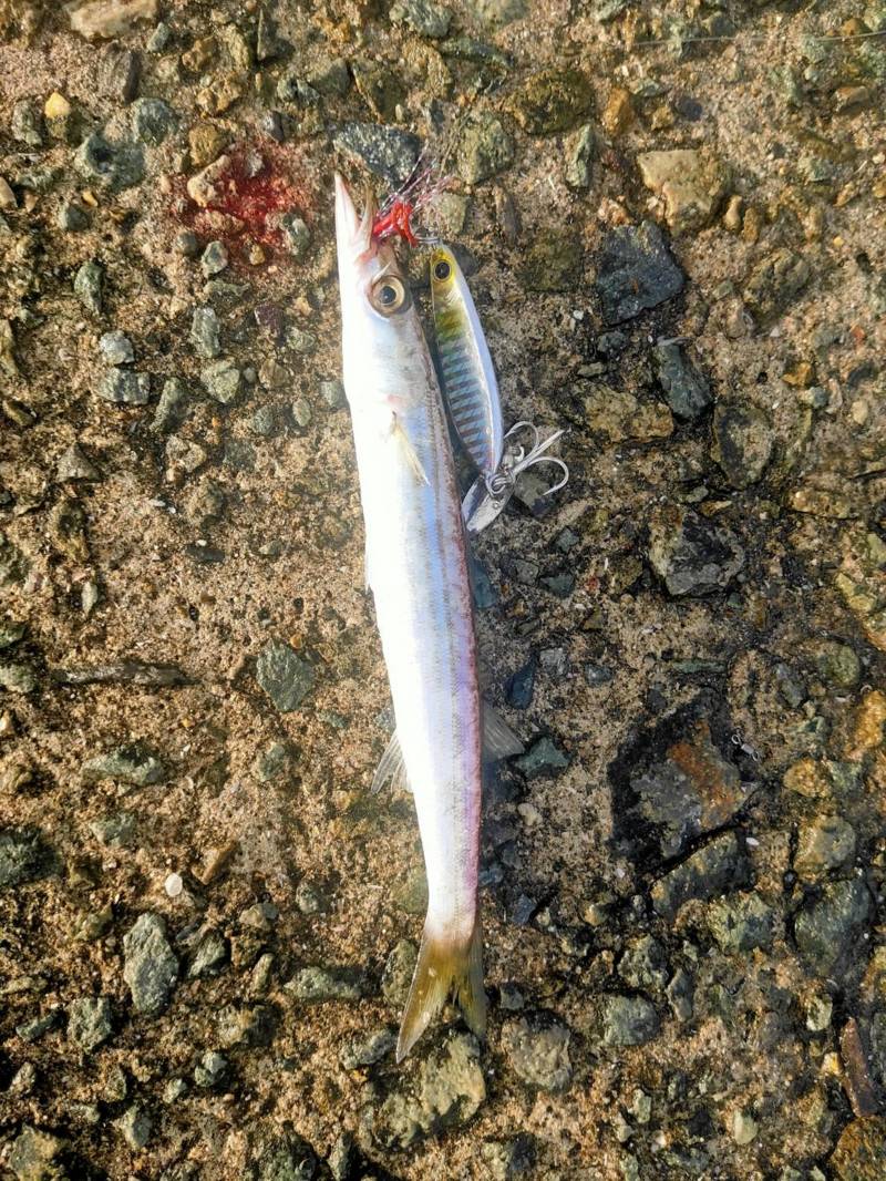 太刀魚&のませ釣行in 淡路島