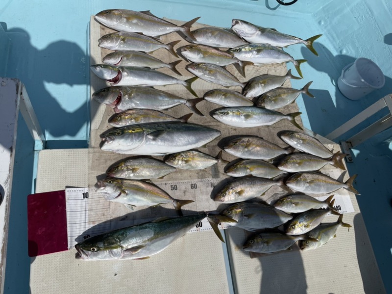 徳島落し込みカンパチ