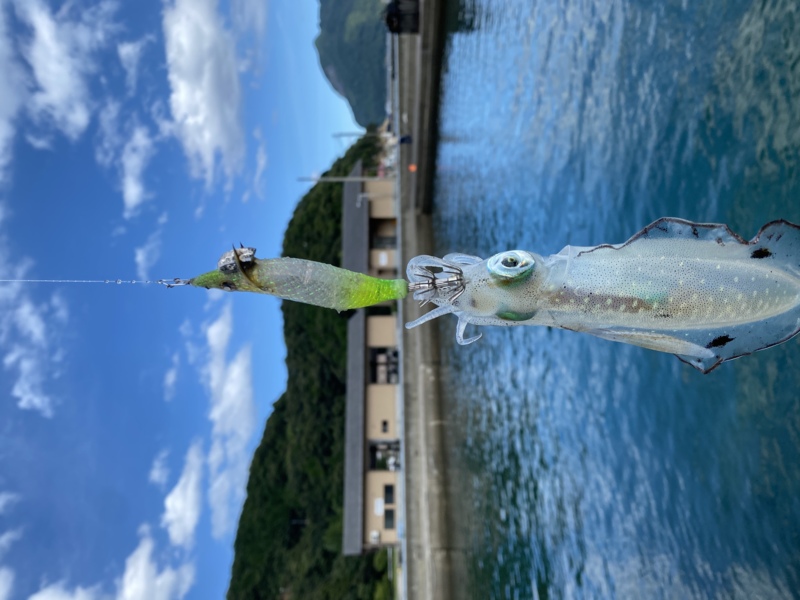 福井県 エギング