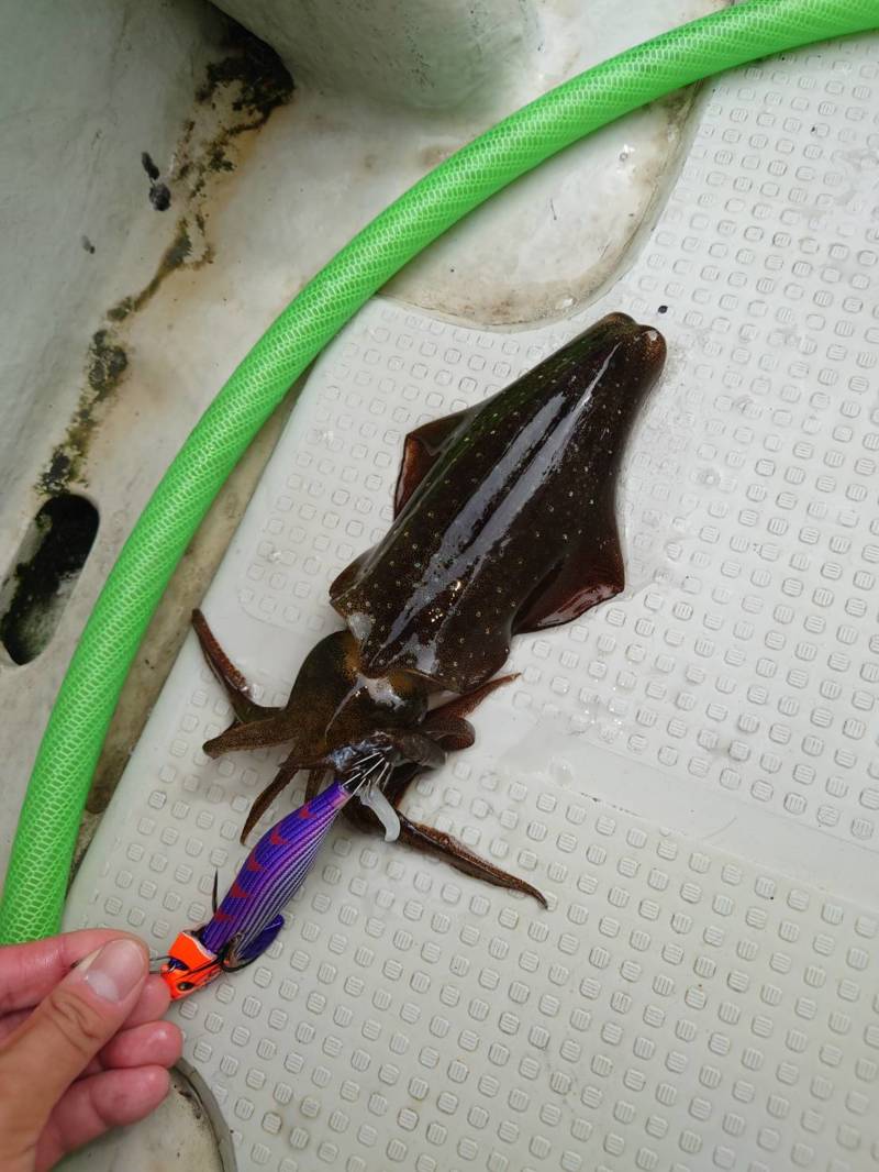 相生ティップラン釣行