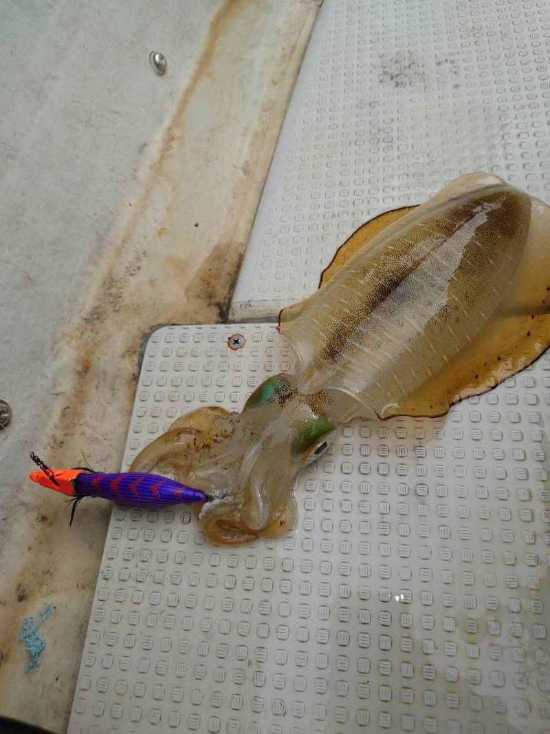 相生ティップラン釣行