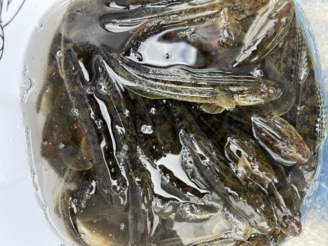 久々子湖ハゼⅢ