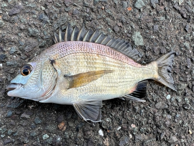 久々子湖ハゼⅢ