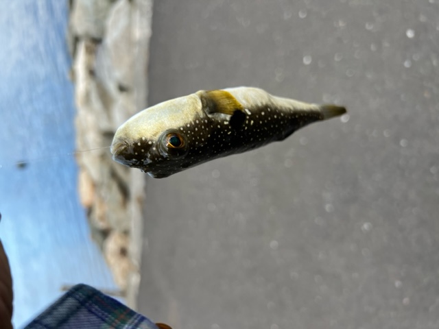 久々子湖ハゼⅢ