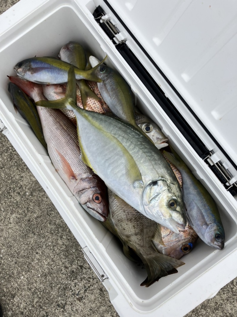 見老津のシマアジ釣り