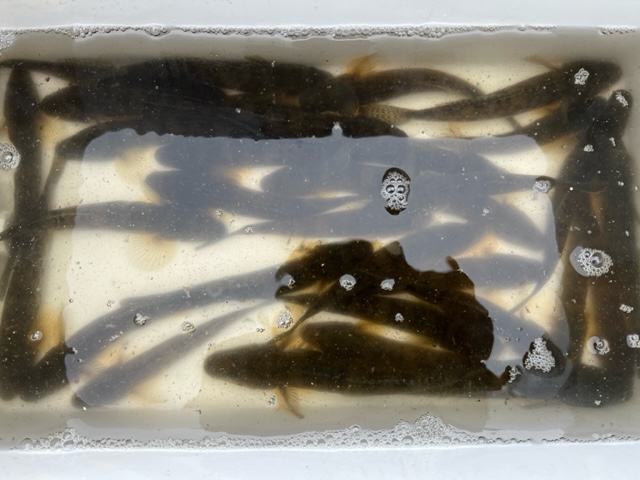 久々子湖のハゼⅣ