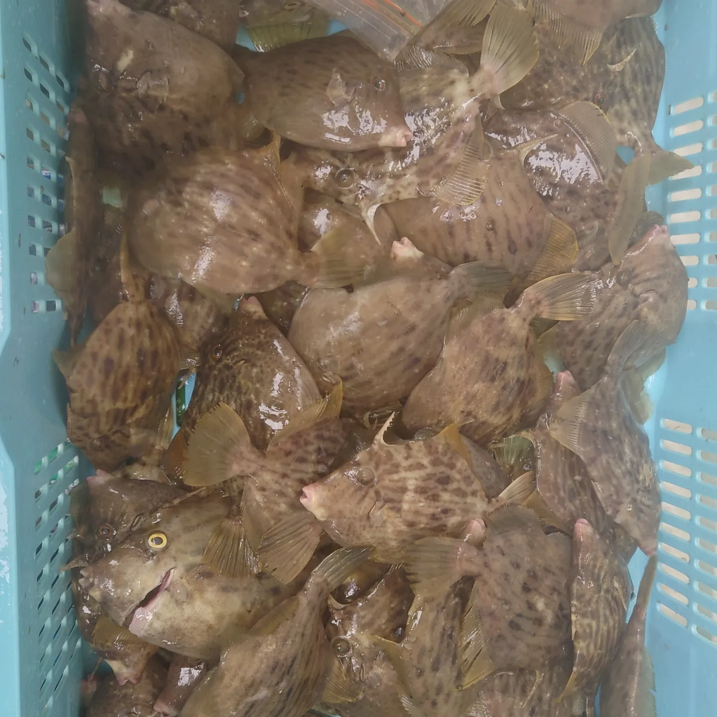 カワハギ大会予選