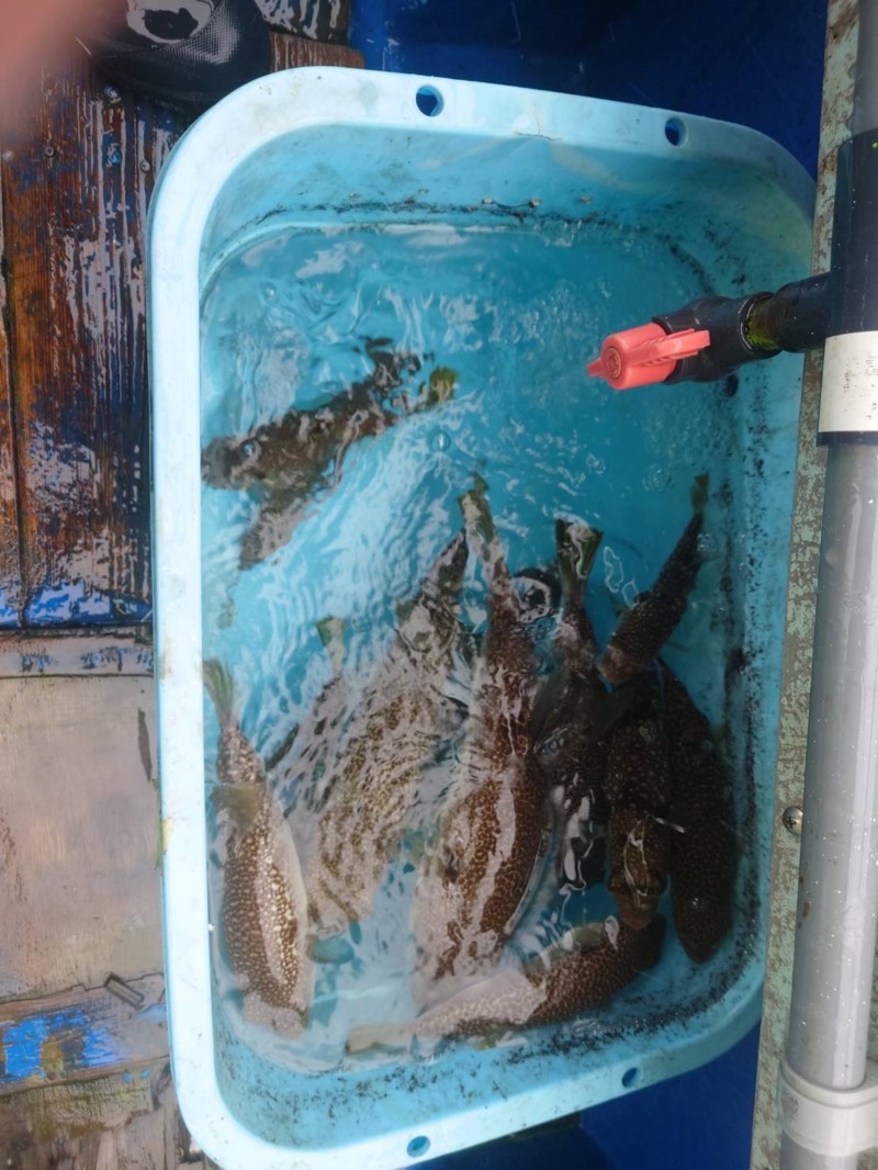 大雨のカットウ釣行