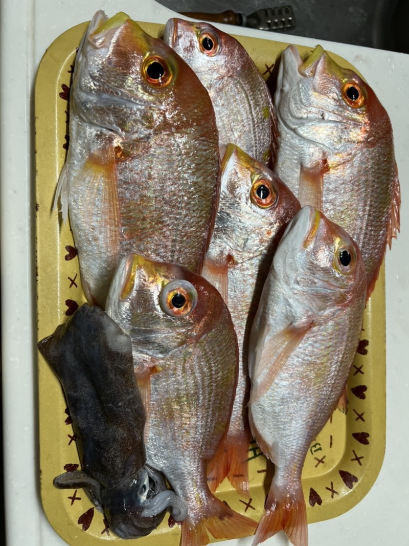 宮津 アマラバ・ティップラン