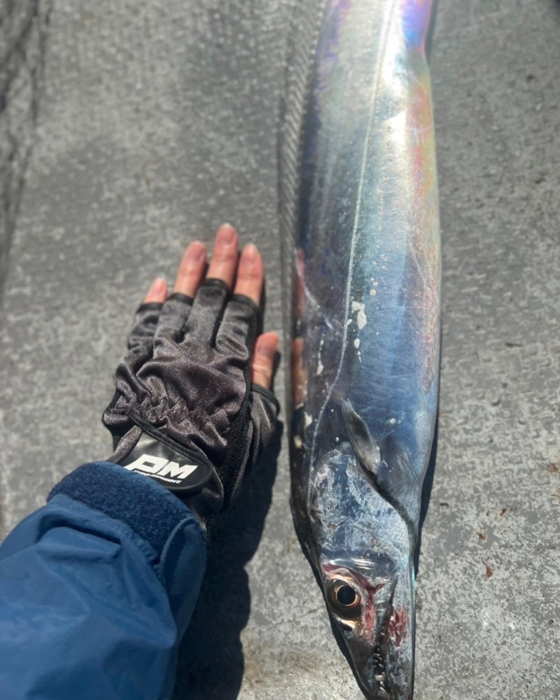 鳥羽でタチウオ&青物ジギング