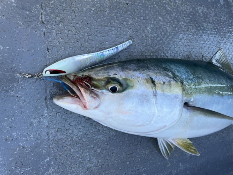 鳥羽でタチウオ&青物ジギング