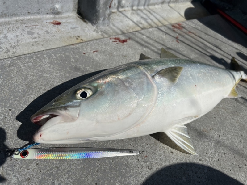 鳥羽でタチウオ&青物ジギング