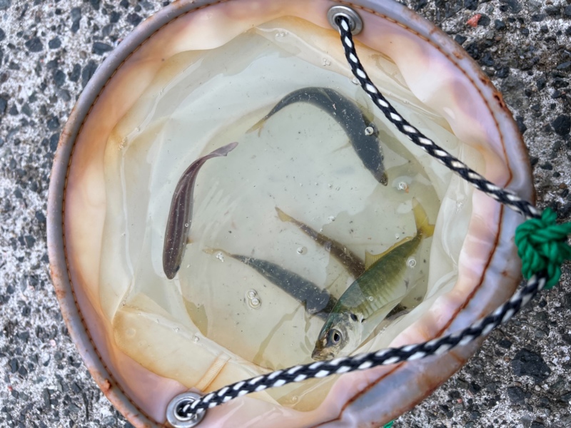 アジュール舞子で太刀魚調査